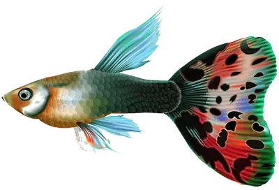 primitivefishing Home 5