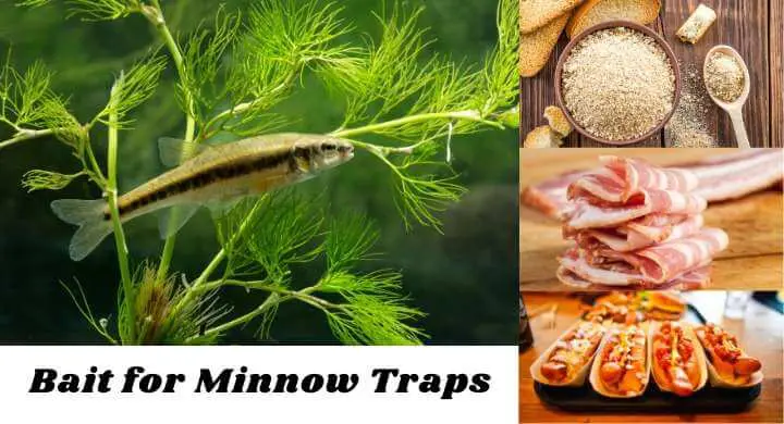 bait for Minnow traps