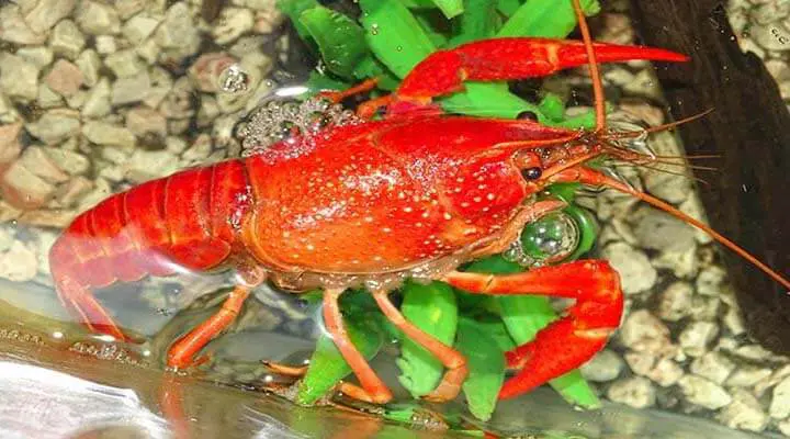 best time to catch crawfish