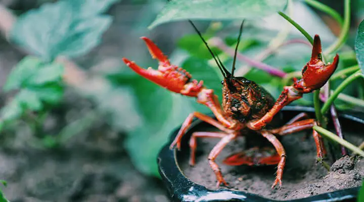 where to set crawfish traps