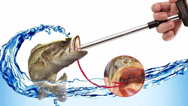 How to Use Fish Hook Remover Properly