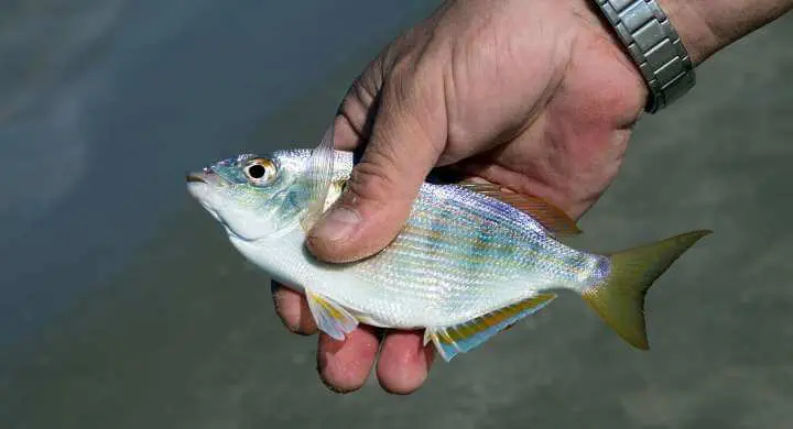 Pinfish, Pinfish Trap, Pinfish as Bait
