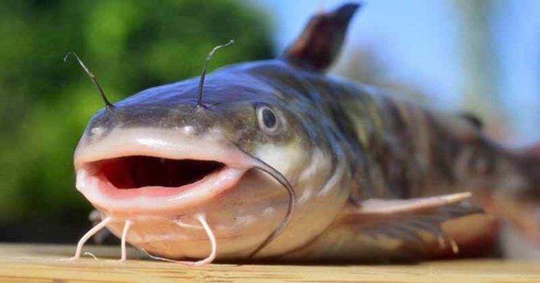 Do Catfish Have Teeth All About Catfish Teeth