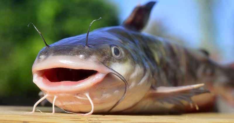 do catfish have teeth
