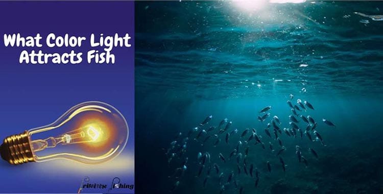 what color light attracts fish